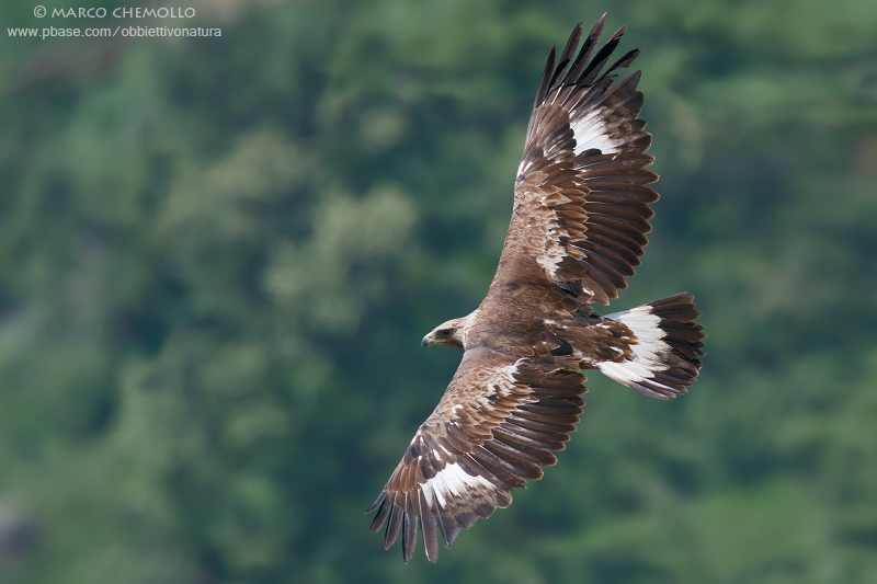 Golden eagle - Aquila reale (Aquila chrysaetos)