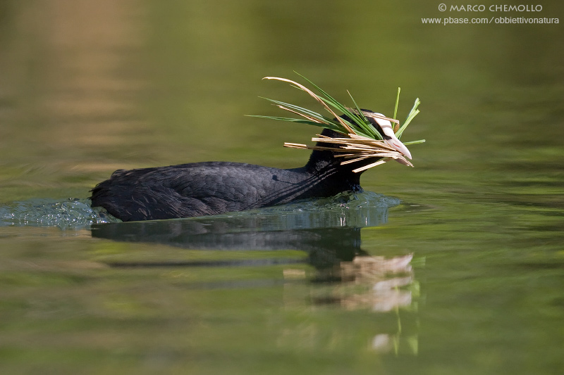 Coot - Folaga (Fulica atra)