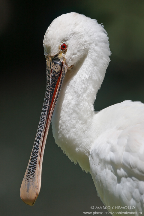 Spoonbill - Spatola (Platalea leucorodia)