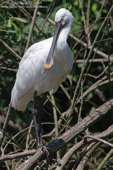 Spoonbill - Spatola (Platalea leucorodia)