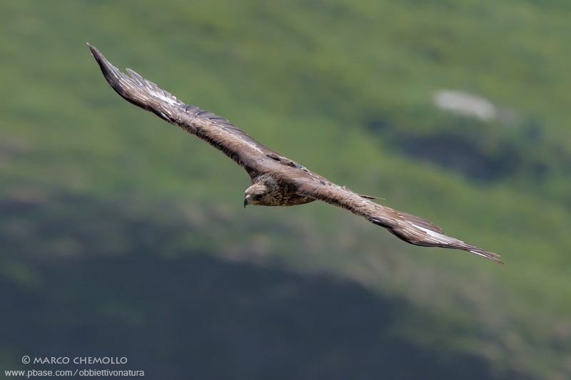 Golden eagle - Aquila reale (Aquila chrysaetos)