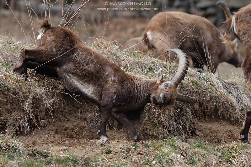 Ibex - Stambecco (T9ZQ7029.jpg)