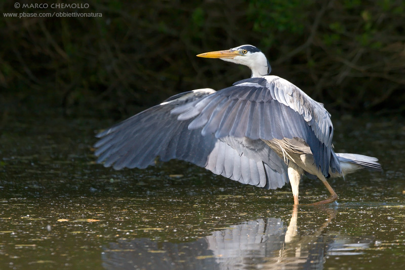 Grey Heron - Airone Cenerino (Ardea cinerea)