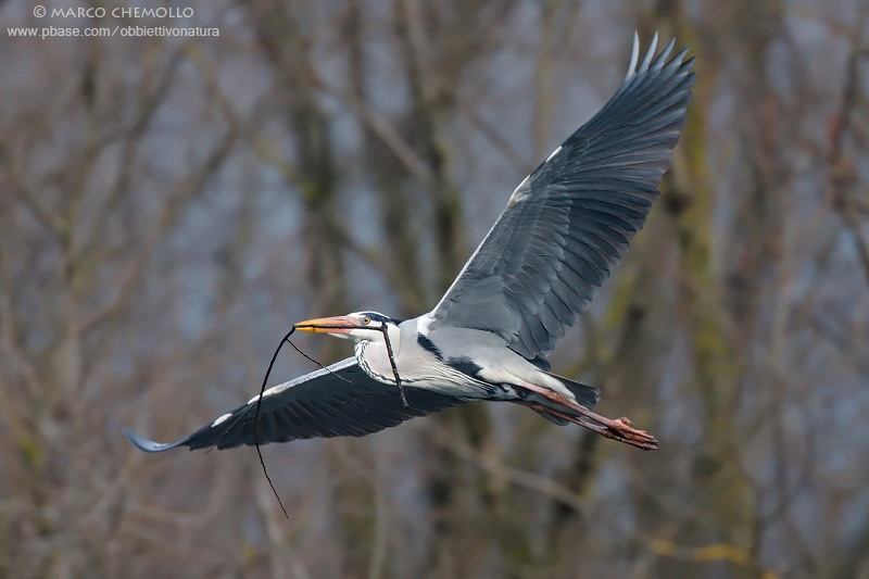 Grey Heron - Airone Cenerino (Ardea cinerea)