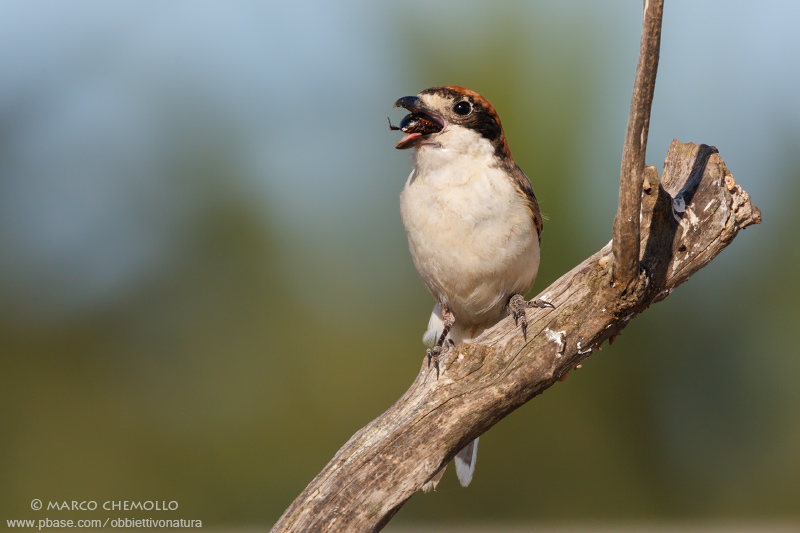 Woodchat Shrike - Averla Capirossa (Lanius senator badius)