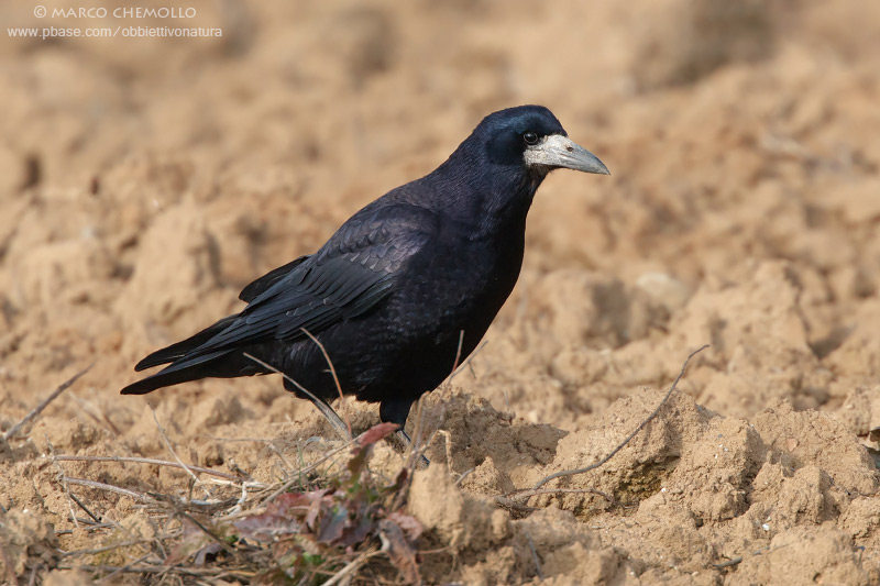 Rook - Corvo (Corvus frugilegus)