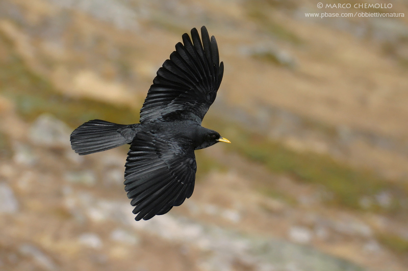 Alpine Chough - Gracchio Alpino (Pyrrhocorax graculus)