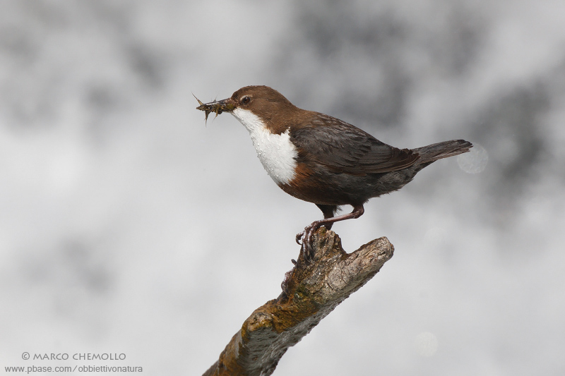 Dipper - Merlo acquaiolo (Cinclus cinclus)
