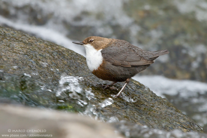 Dipper - Merlo acquaiolo (Cinclus cinclus)