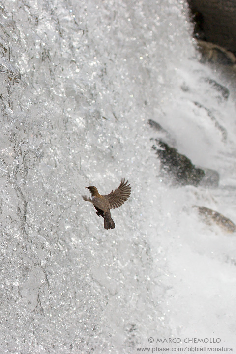 Dipper - Merlo acquaiolo (Cinclus cinclus)