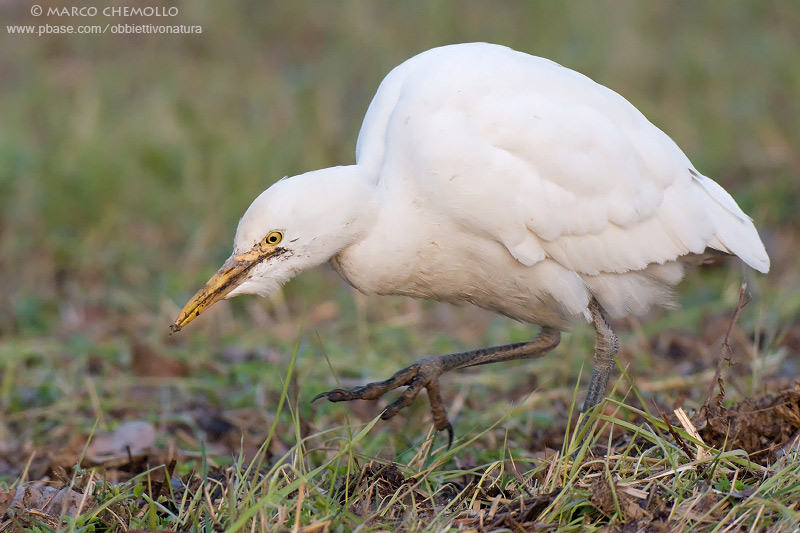 Cattle egret - Airone guardabuoi (Bubulcus ibis)