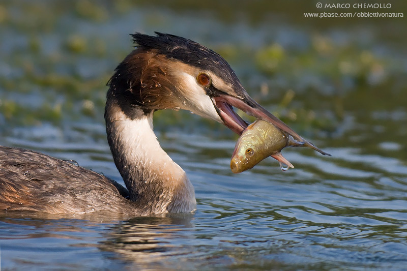 Great Crested Grebe - Svasso maggiore (Podiceps cristatus)