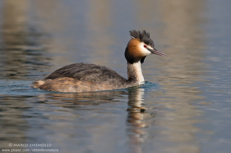 Great Crested Grebe - Svasso maggiore (Podiceps cristatus)