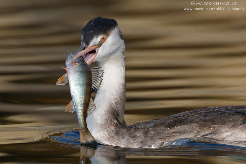 Great Crested Grebe - Svasso maggiore (Podiceps cristatus)