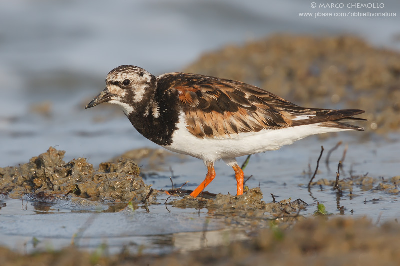 Ruddy Turnstone - Voltapietre (Arenaria interpres)