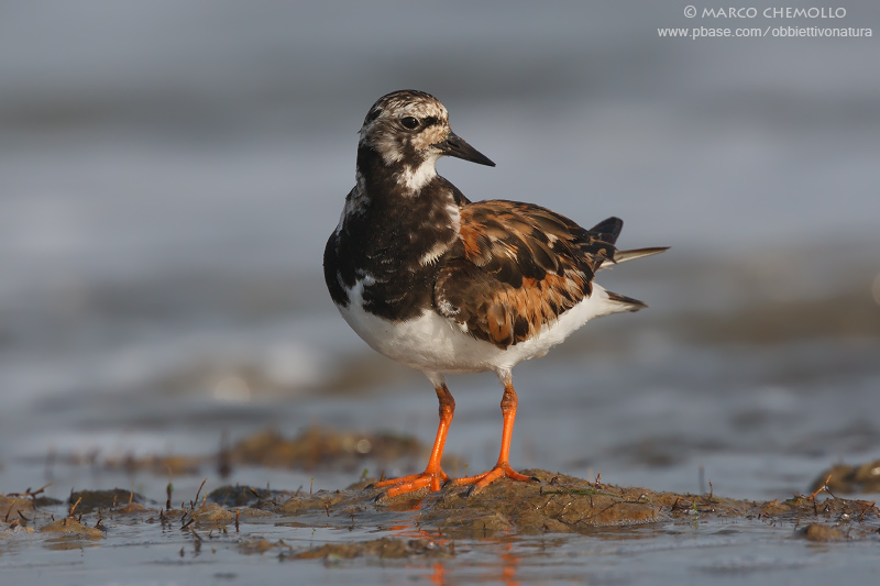 Ruddy Turnstone - Voltapietre (Arenaria interpres)