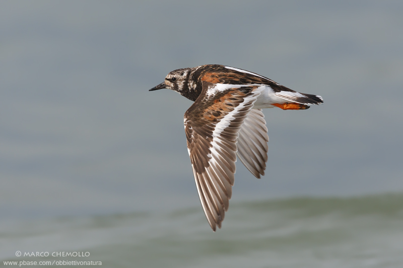 Ruddy Turnstone - Voltapietre (Arenaria interpres)