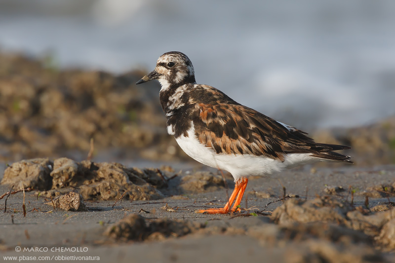 Ruddy Turnstone - Voltapietre (Arenaria interpres)
