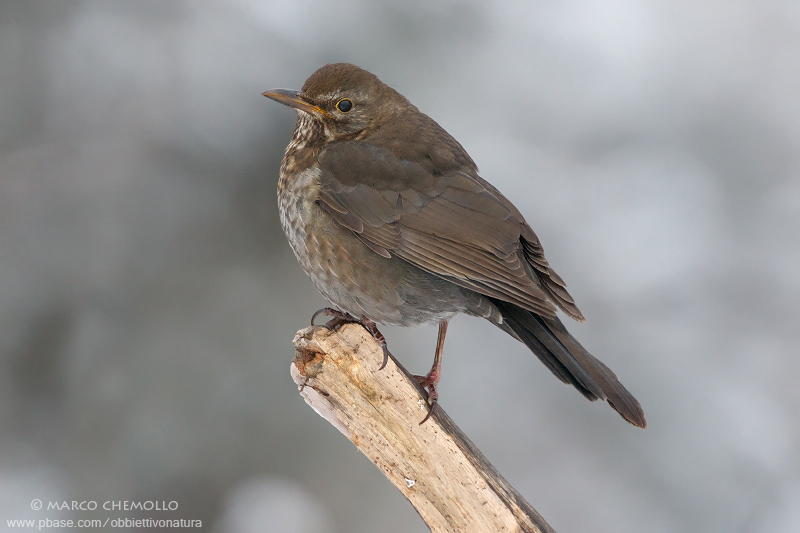 Blackbird - Merlo (Turdus merula)