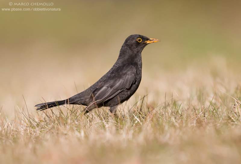 Blackbird - Merlo (Turdus merula)