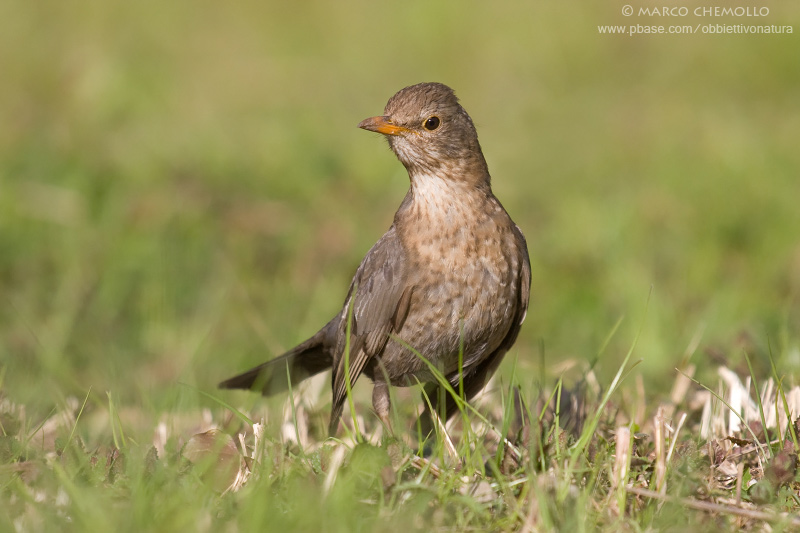 Blackbird - Merlo (Turdus merula)