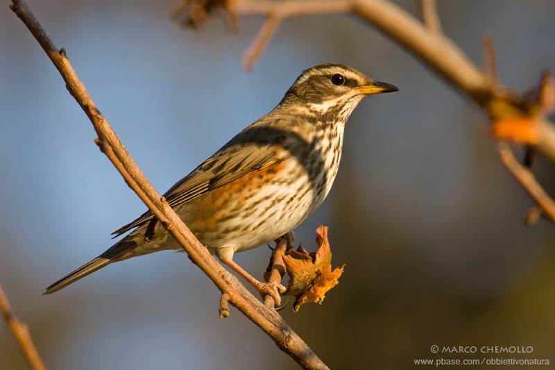 Redwing - Tordo sassello (Turdus iliacus)