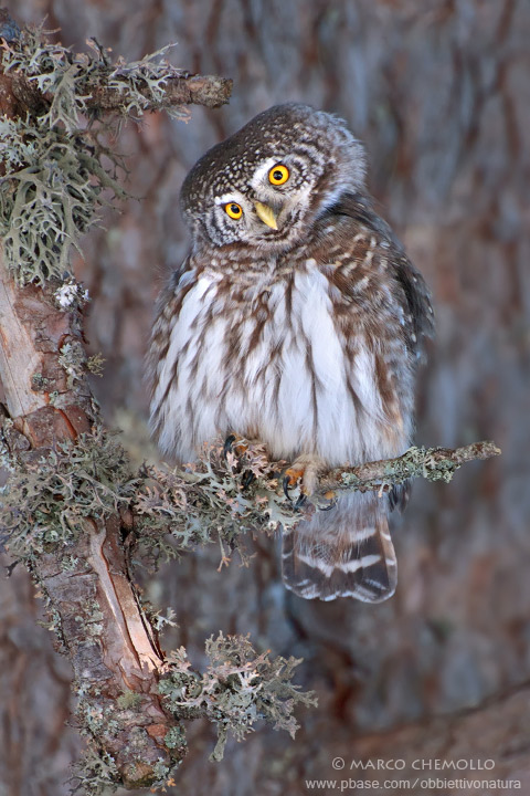 Eurasian Pygmy Owl - Civetta nana (Glaucidium passerinum)