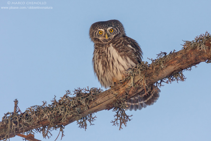 Eurasian Pygmy Owl - Civetta nana (Glaucidium passerinum)