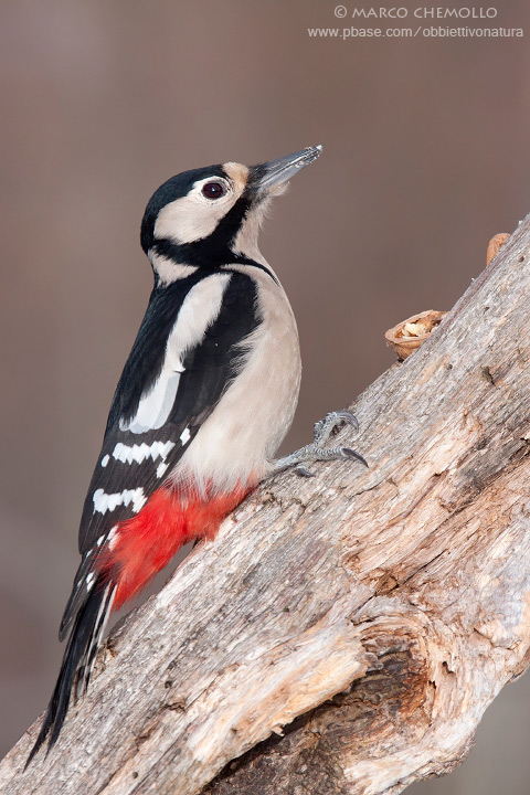 Great Spotted Woodpecker - Picchio rosso maggiore (Dendrocopos major)