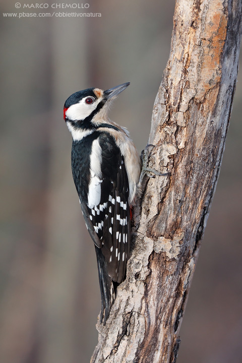 Great Spotted Woodpecker - Picchio rosso maggiore (Dendrocopos major)