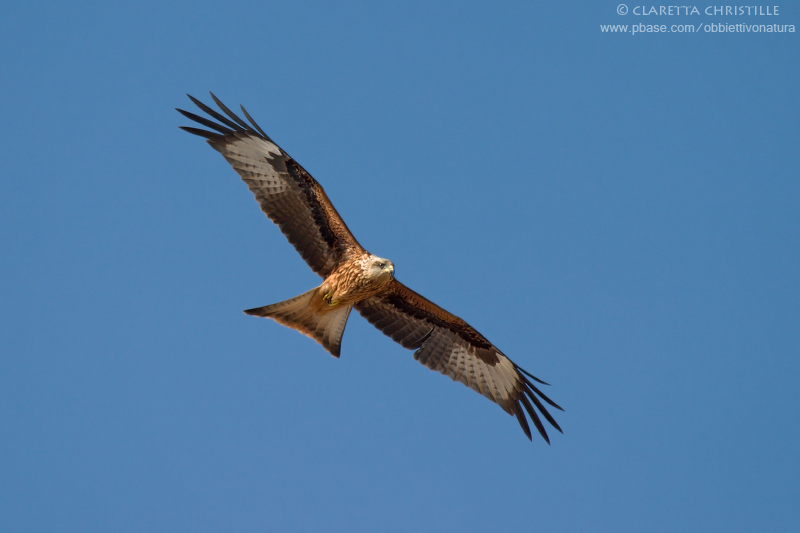 Red Kite - Nibbio Reale (Milvus milvus)