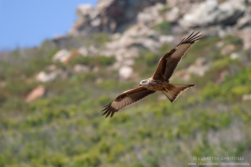 Red Kite - Nibbio Reale (Milvus milvus)