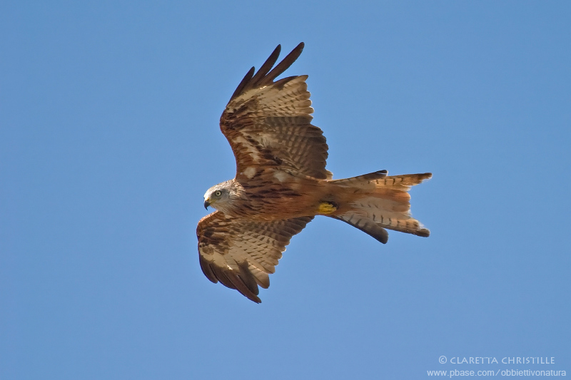 Red Kite - Nibbio Reale (Milvus milvus)