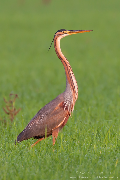 Purple Heron - Airone Rosso (Ardea purpurea)