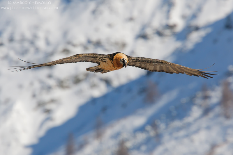 Bearded Vulture - Gipeto (Gypaetus barbatus)