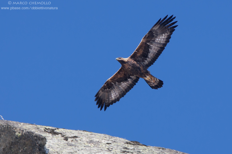 Golden eagle - Aquila reale (Aquila chrysaetos)