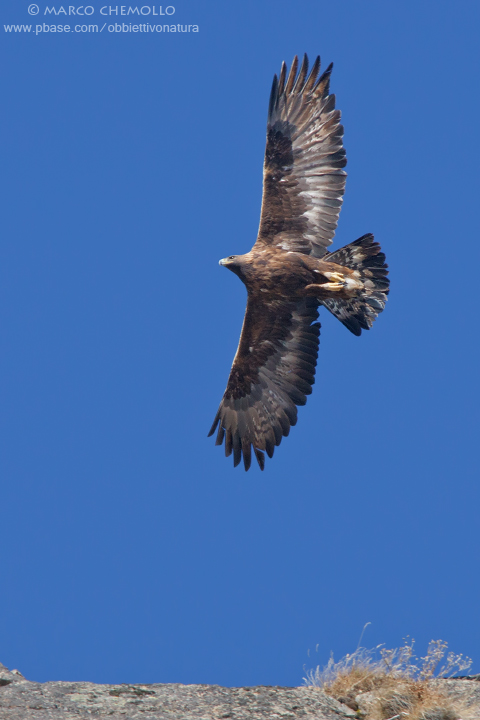 Golden eagle - Aquila reale (Aquila chrysaetos)
