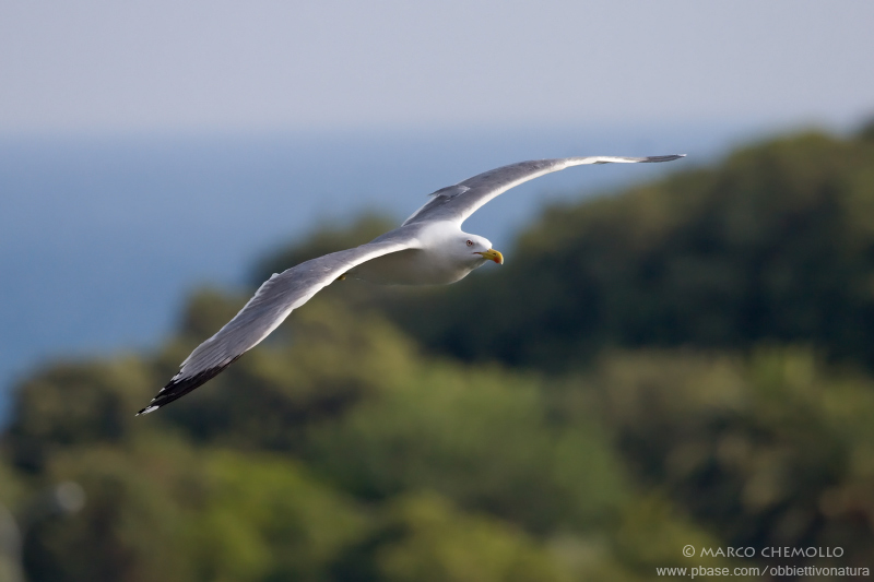 Yellow-legged Gull - Gabbiano reale (Larus michahellis)