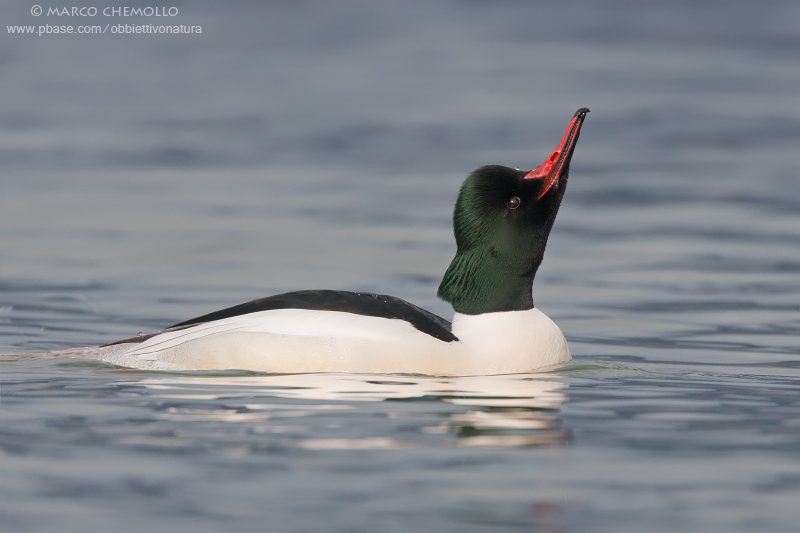 Goosander - Smergo maggiore (Mergus merganser)