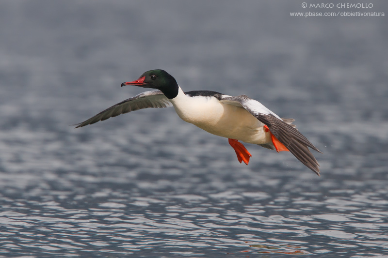 Goosander - Smergo maggiore (Mergus merganser)