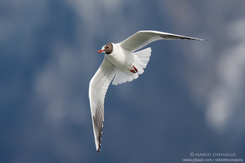 Black-headed Gull - Gabbiano Comune (Chroicocephalus ridibundus)
