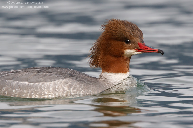 Goosander - Smergo maggiore (Mergus merganser)