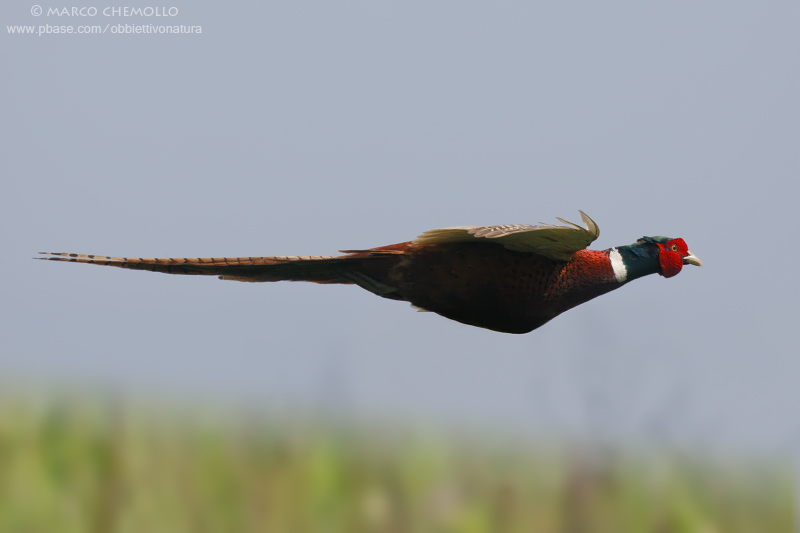 Common Pheasant - Fagiano comune (Phasianus colchicus)