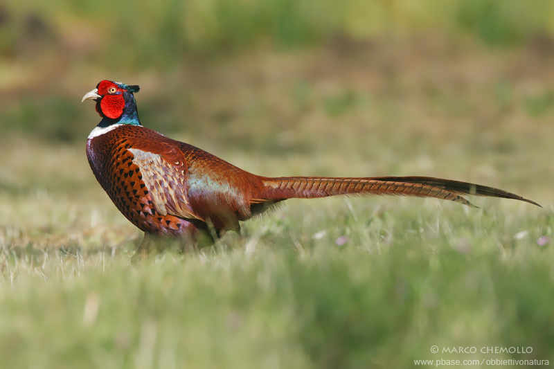 Common Pheasant - Fagiano comune (Phasianus colchicus)