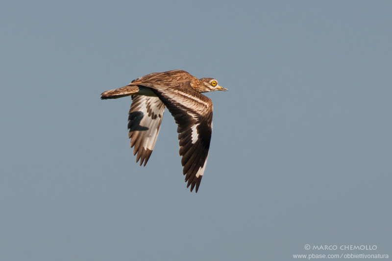 Stone-Curlew - Occhione (Burhinus oedicnemus)