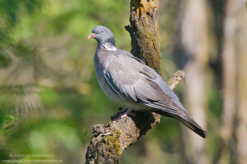 Woodpigeon - Colombaccio (Columba palumbus)
