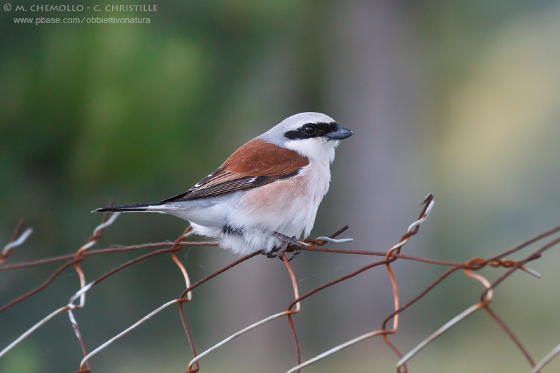 Red-backed Shrike - Averla piccola (Lanius collurio)