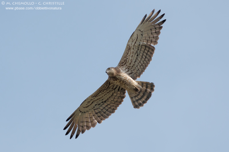 Short-toed Eagle - Biancone (Circaetus gallicus)