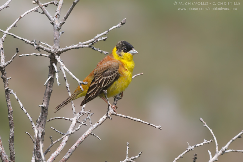 Black-headed Bunting - Zigolo capinero (Emberiza melanocephala)