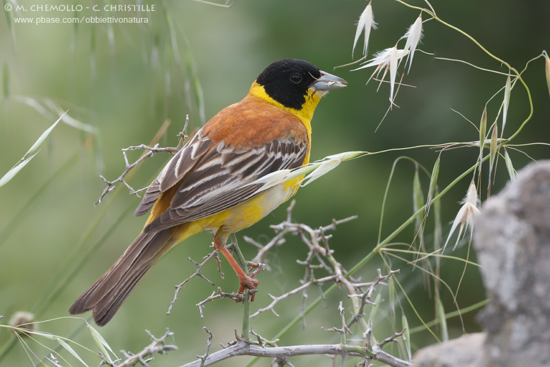 Black-headed Bunting - Zigolo capinero (Emberiza melanocephala)